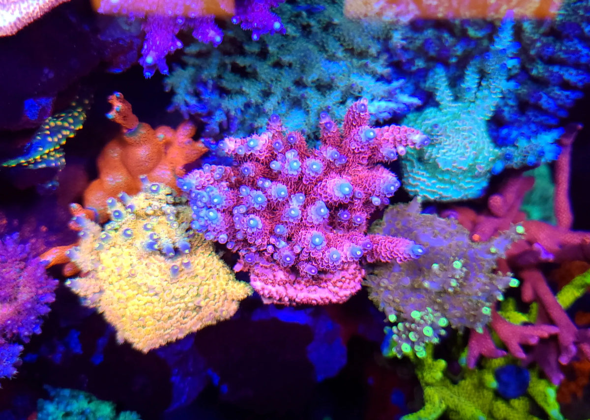 SPS