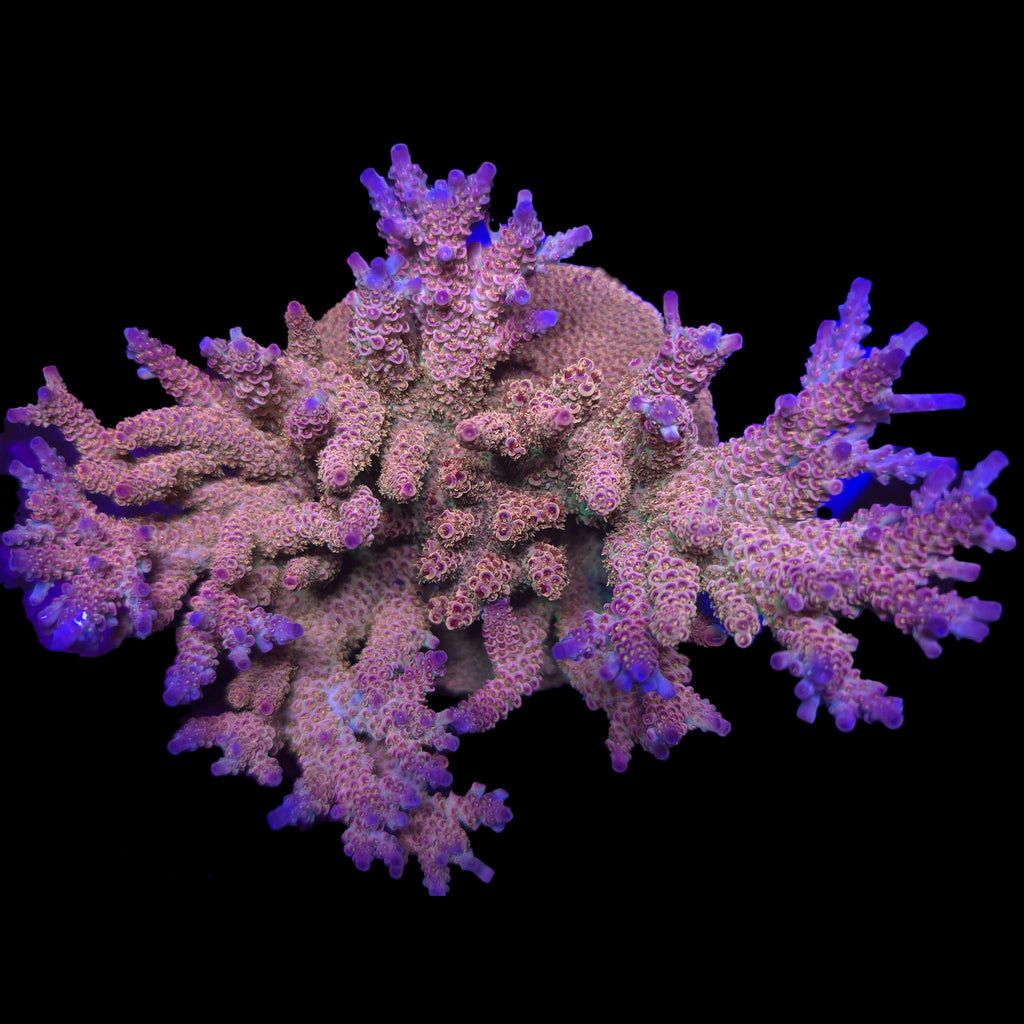AJ's Candy Shop Acropora