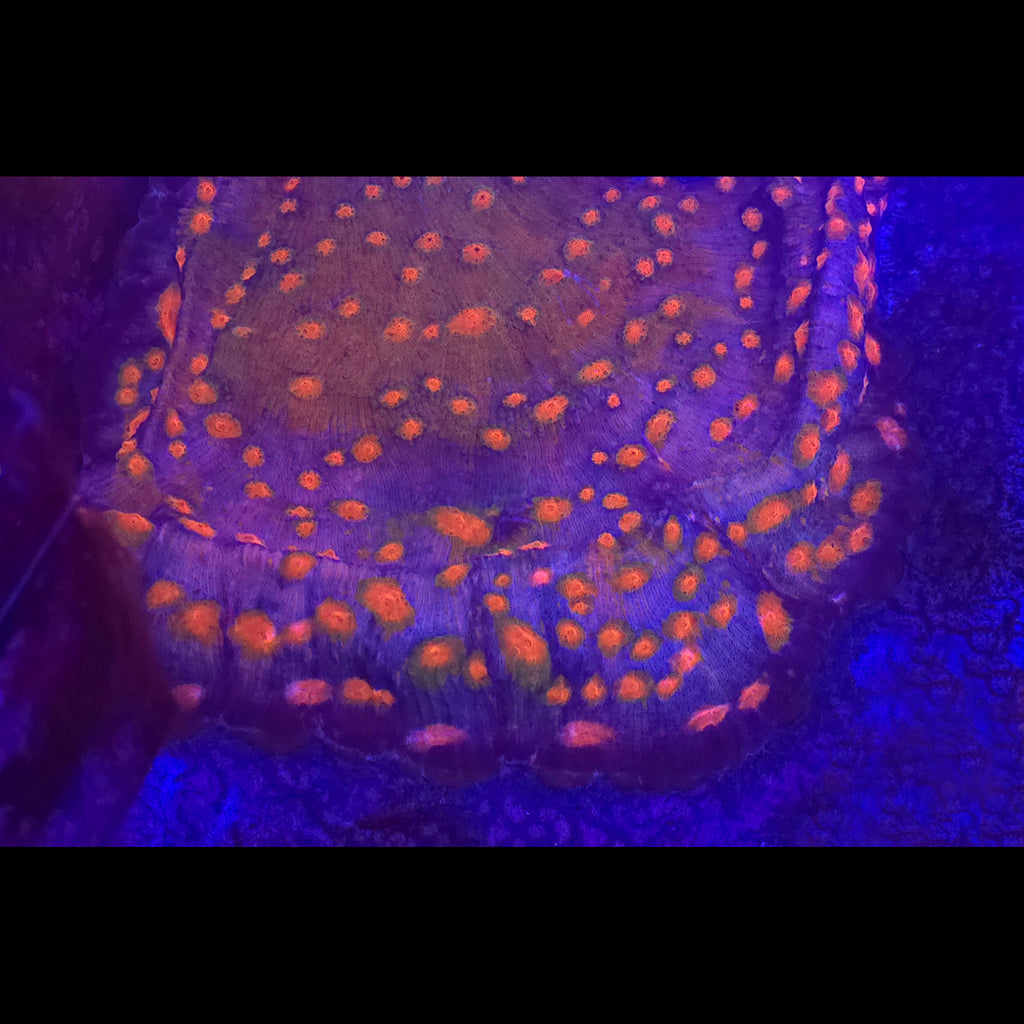 Orange Eye Chalice