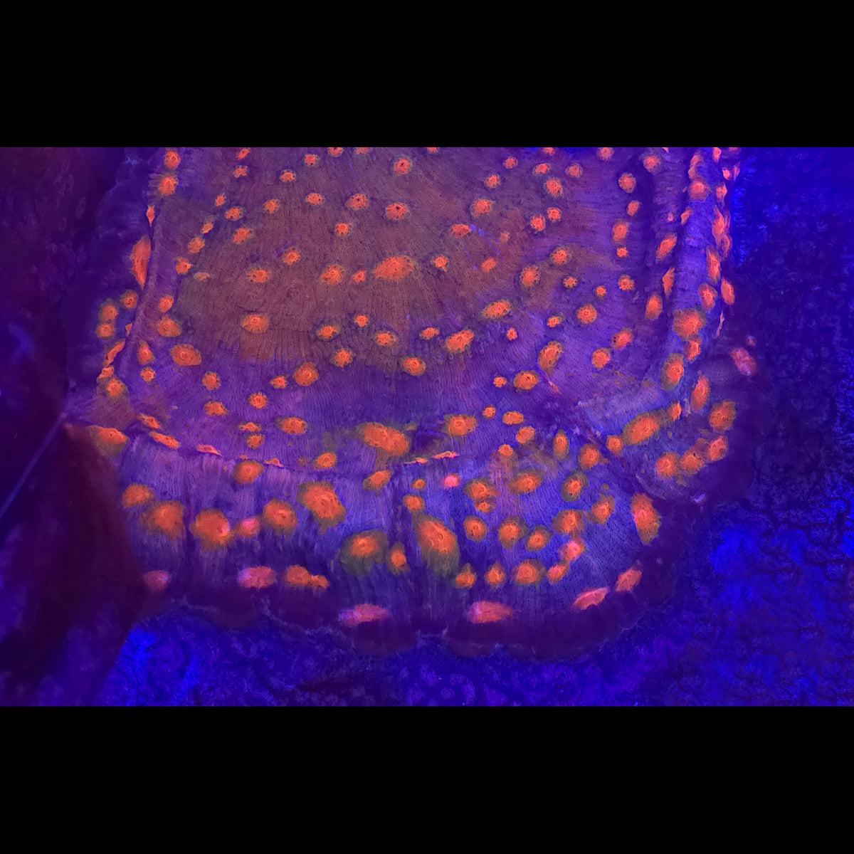 Orange Eye Chalice