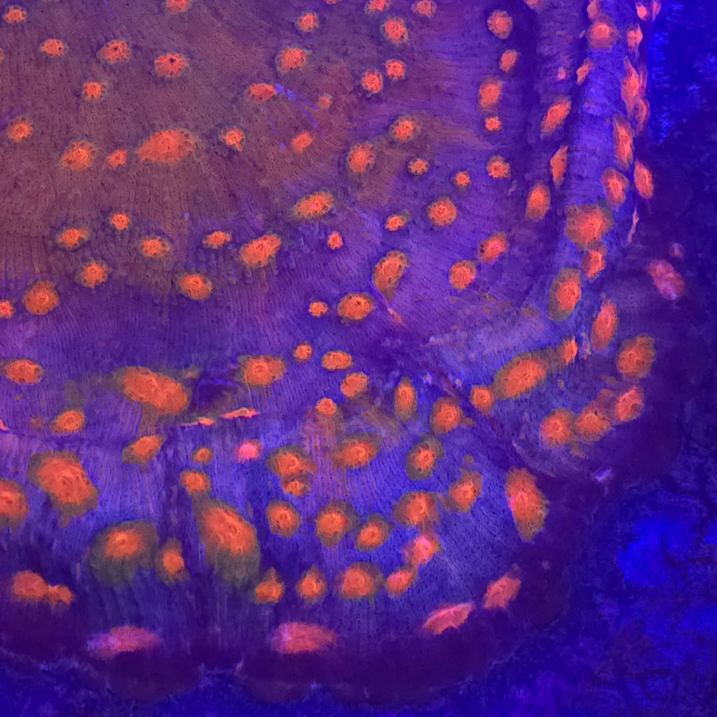 Orange Eye Chalice