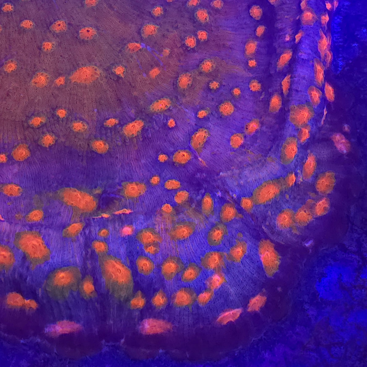 Orange Eye Chalice