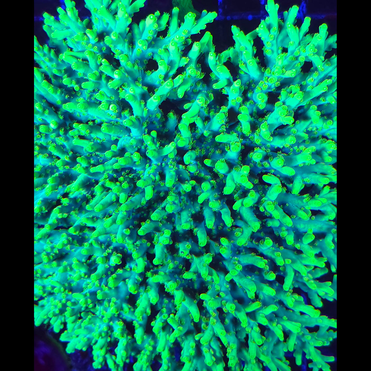 WWC Yoda Acropora