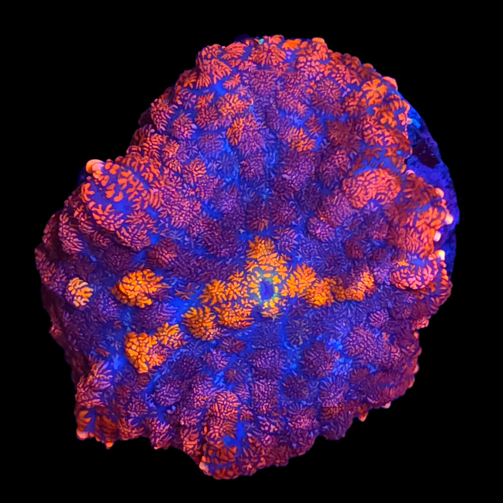 Ultra Rhodactis Mushroom