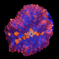 Ultra Rhodactis Mushroom