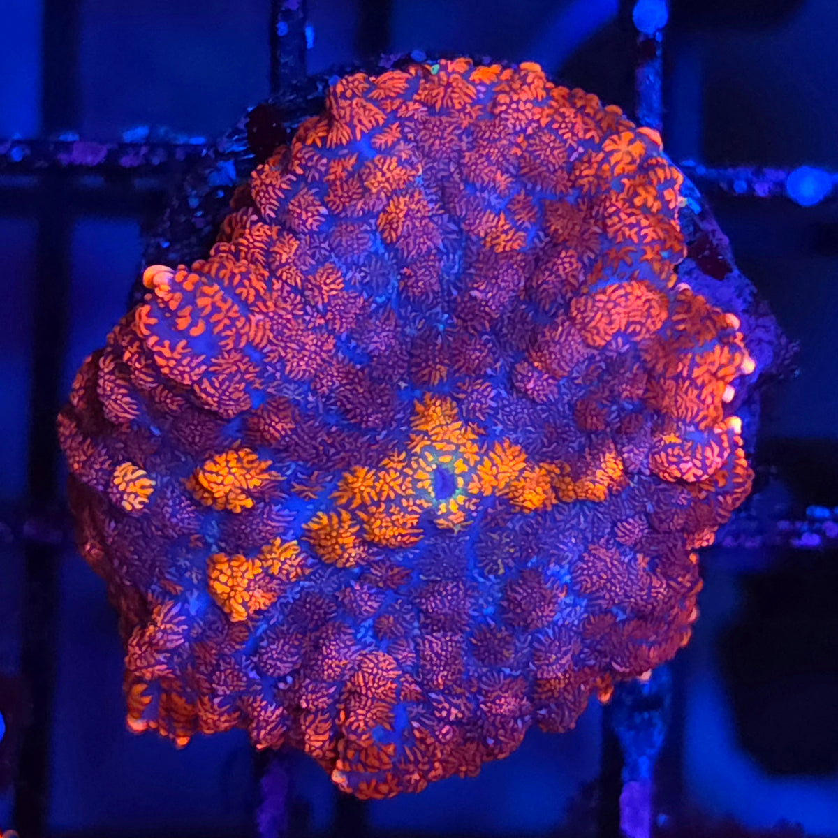 Ultra Rhodactis Mushroom