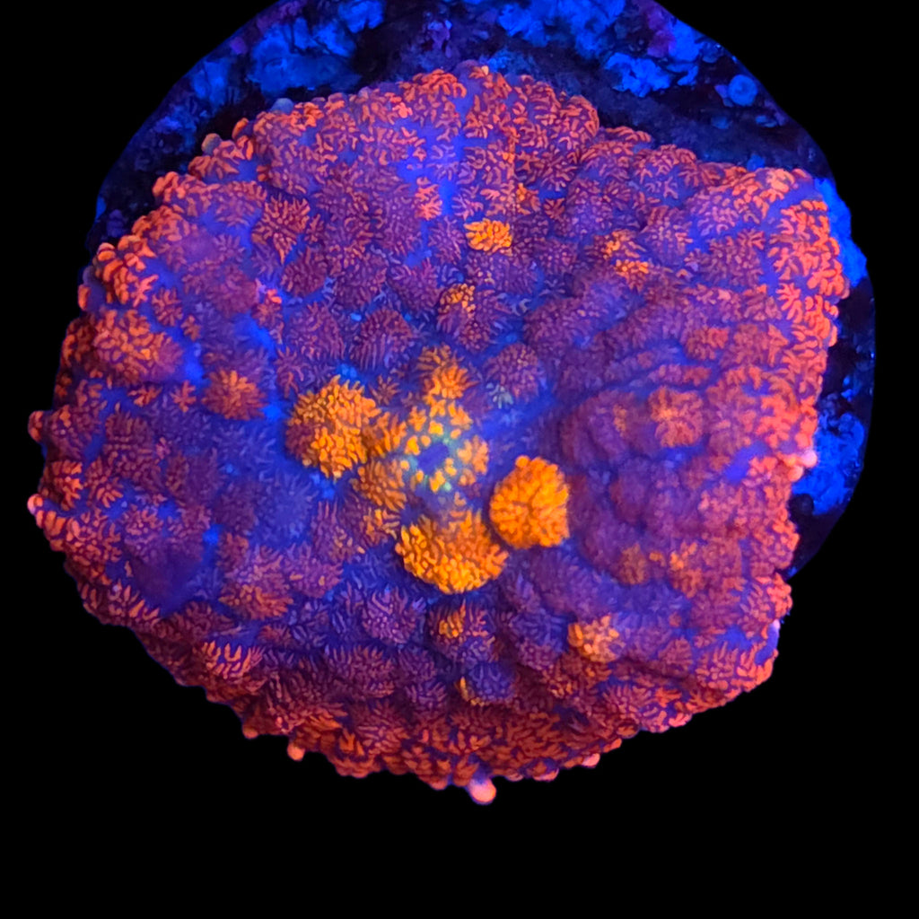 Ultra Rhodactis Mushroom