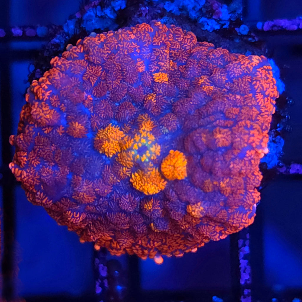 Ultra Rhodactis Mushroom
