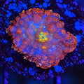 Ultra Rhodactis Mushroom