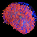 Ultra Rhodactis Mushroom