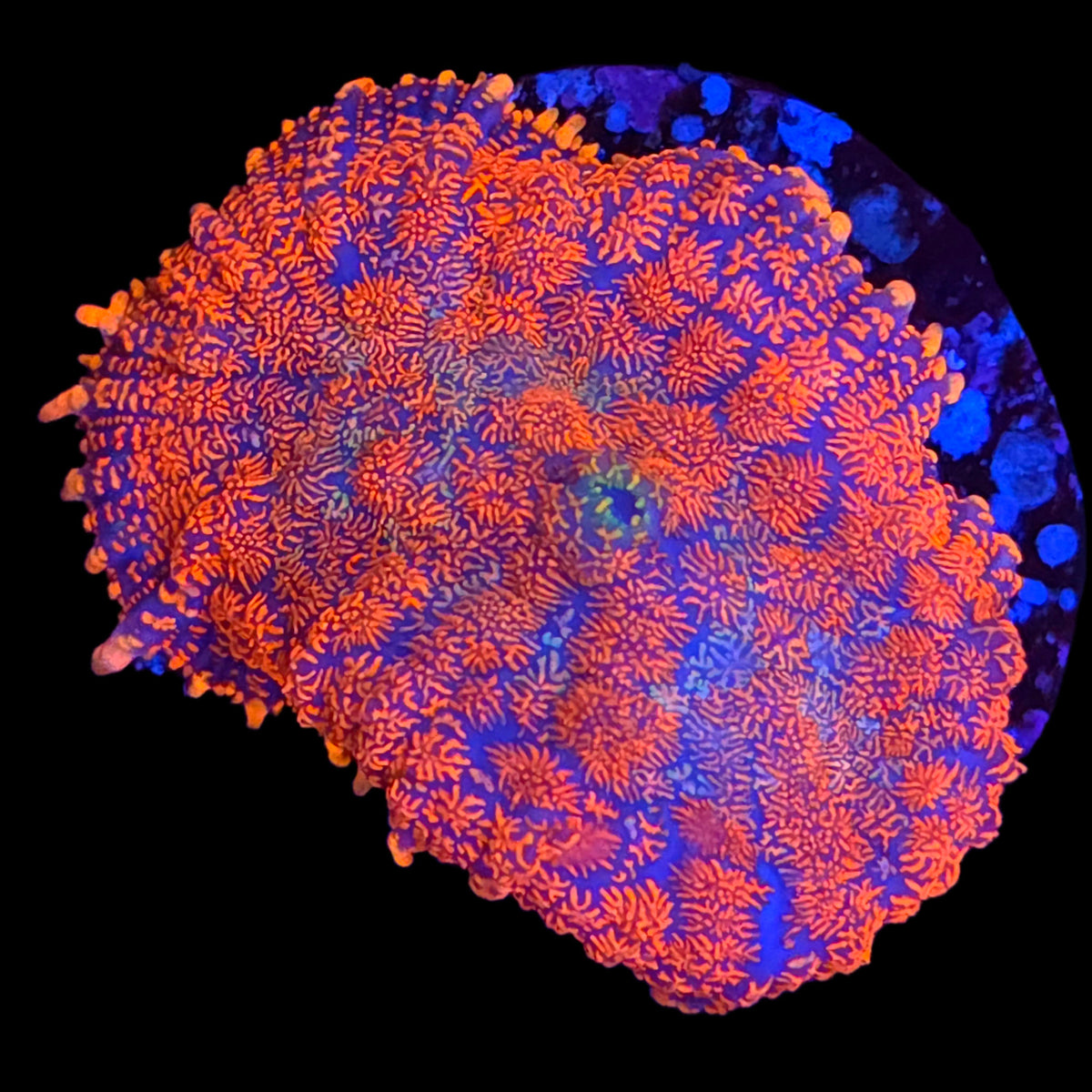 Ultra Rhodactis Mushroom