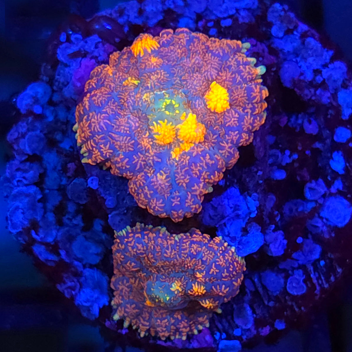 Ultra Rhodactis Mushroom