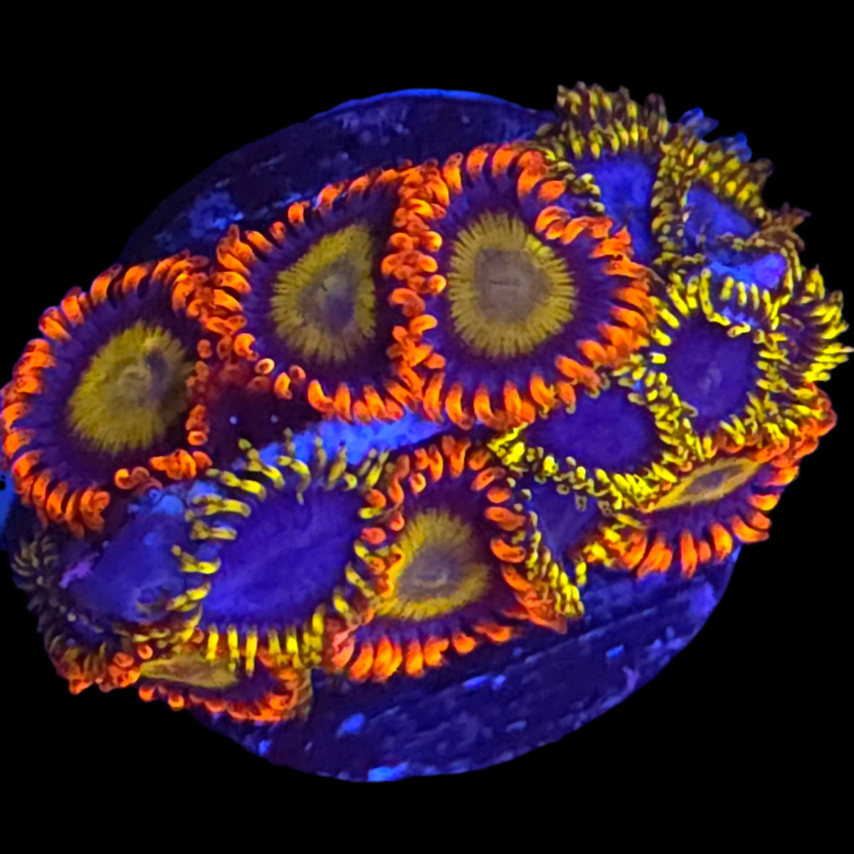 Mandarin x Blue Phoenix Zoanthid MIx