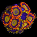 Mandarin x Blue Phoenix Zoanthid Mix