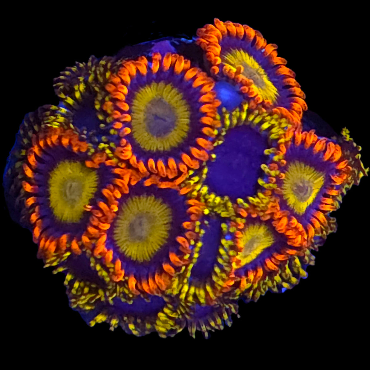 Mandarin x Blue Phoenix Zoanthid Mix