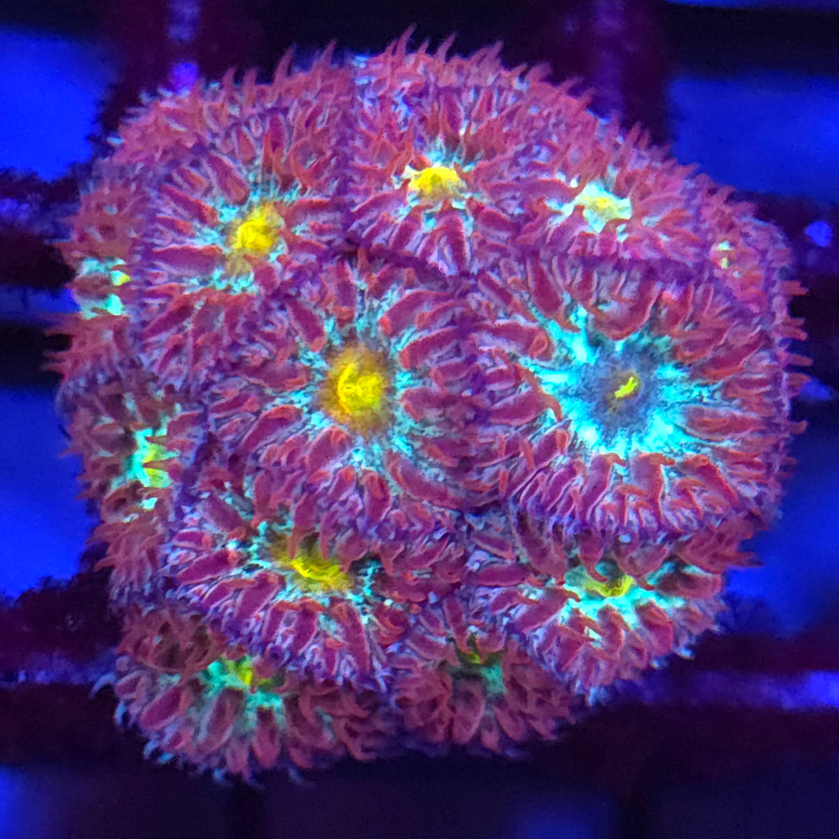 Blind Eye Blastomussa