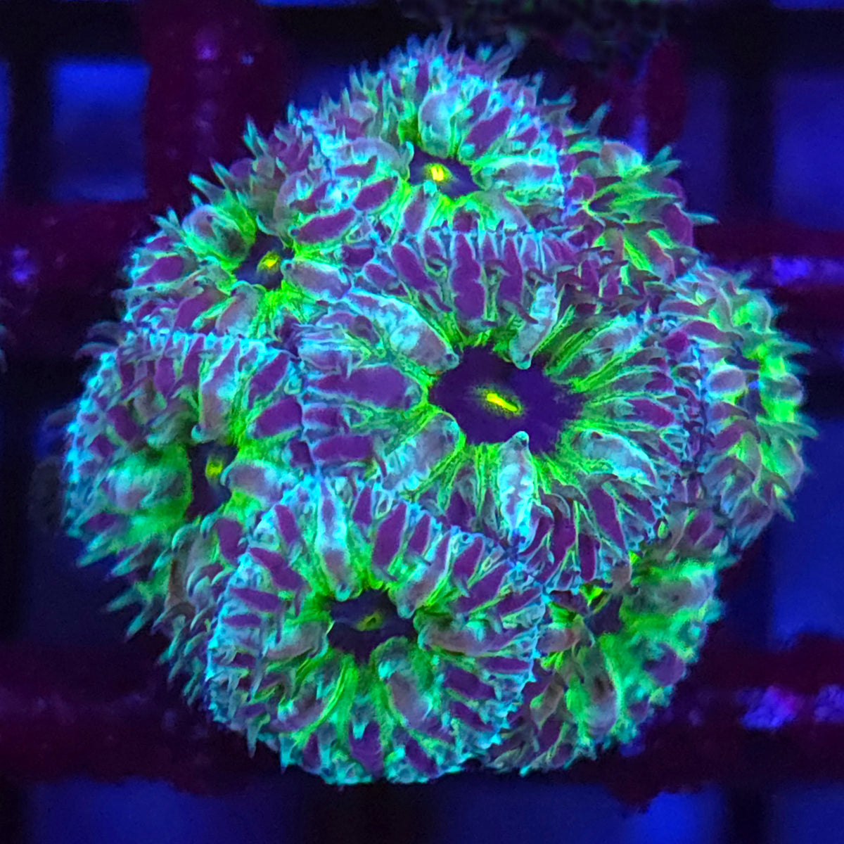 Purple People Eater Blastomussa