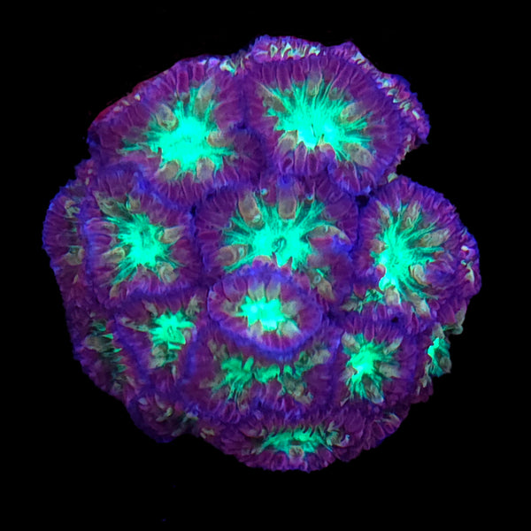Highlighter Blastomussa
