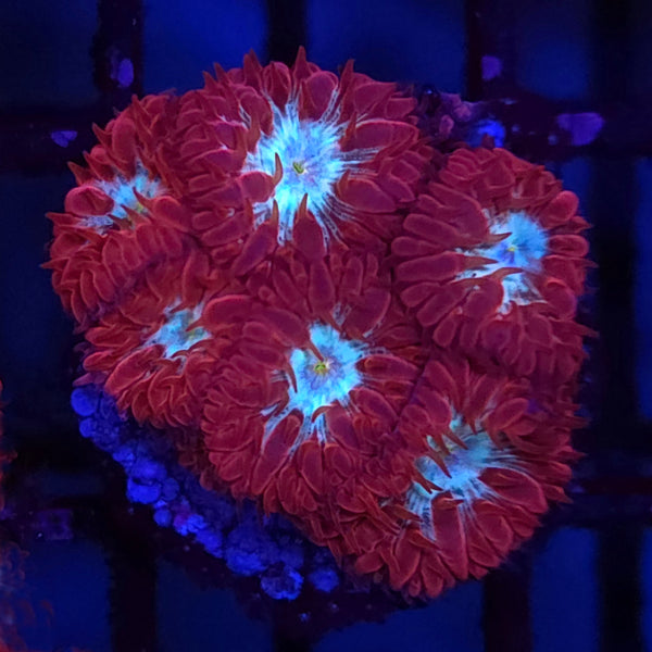 AJ's Frozen Galaxy Blastomussa