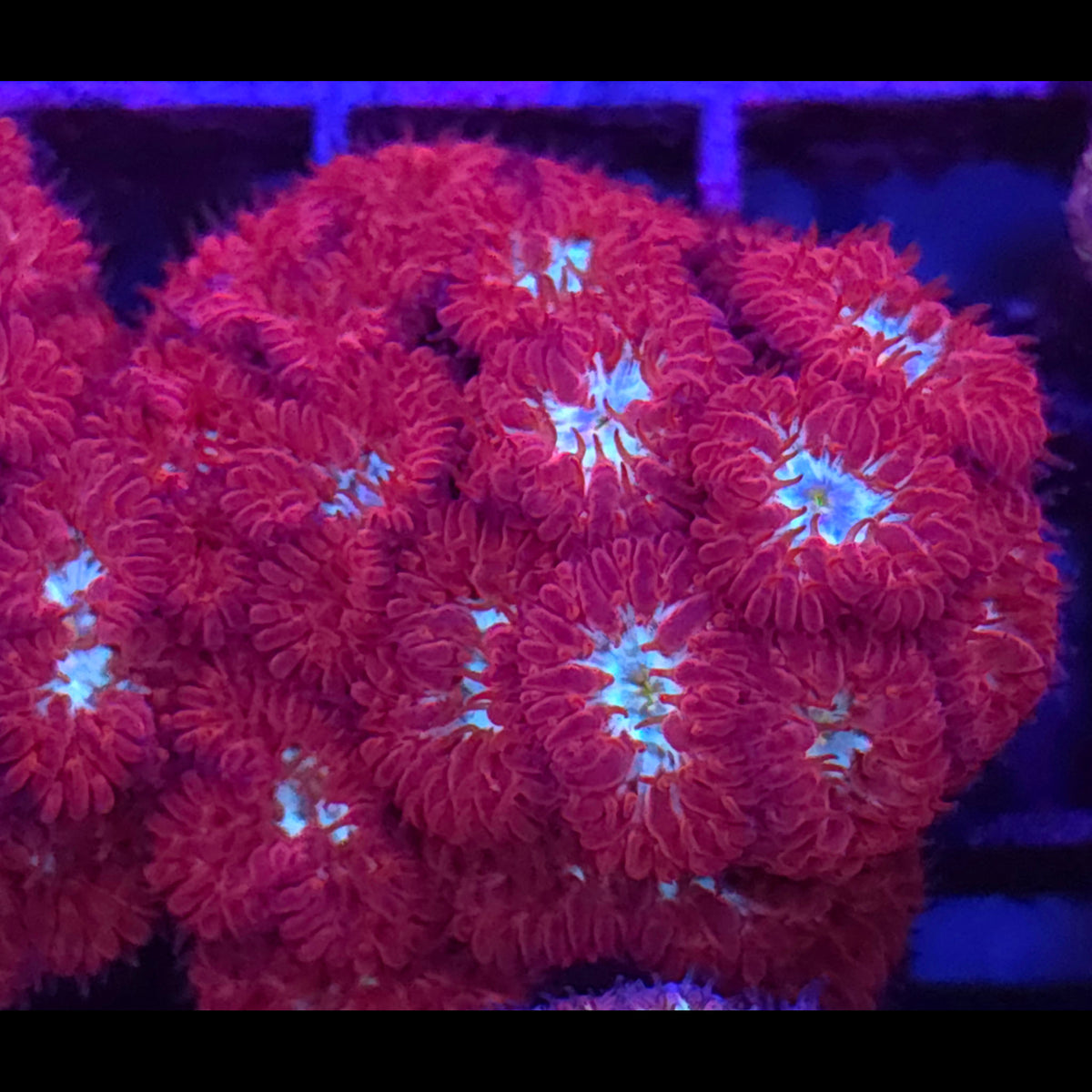 AJ's Frozen Galaxy Blastomussa