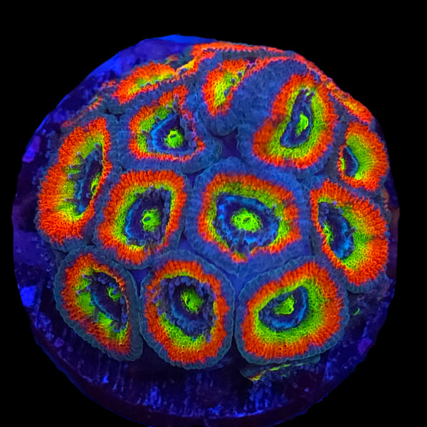 XL Holy Grail Micromussa Mini Colony