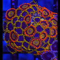 Mandarin x Blue Phoenix Zoanthid Mix