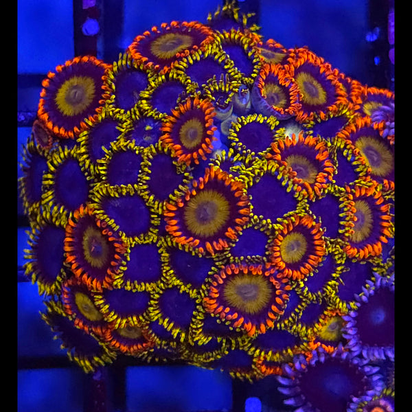 Mandarin x Blue Phoenix Zoanthid Mix