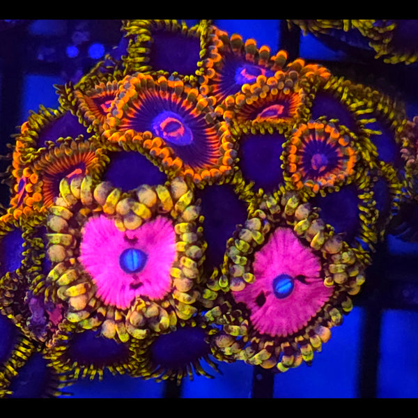 Pink Diamond x Mind Trick x Blue Phoenix Zoanthid Mix