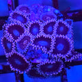 Black People Eater Zoanthids