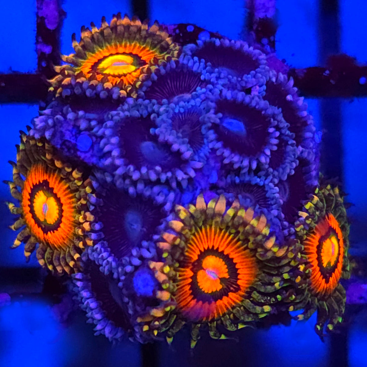 Rainbow Incinerator x Black People Eater Zoanthid Mix
