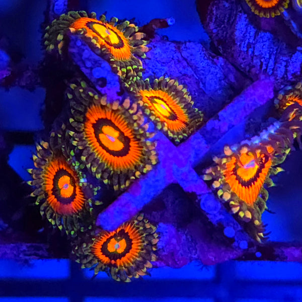 Rainbow Incinerator Zoanthids