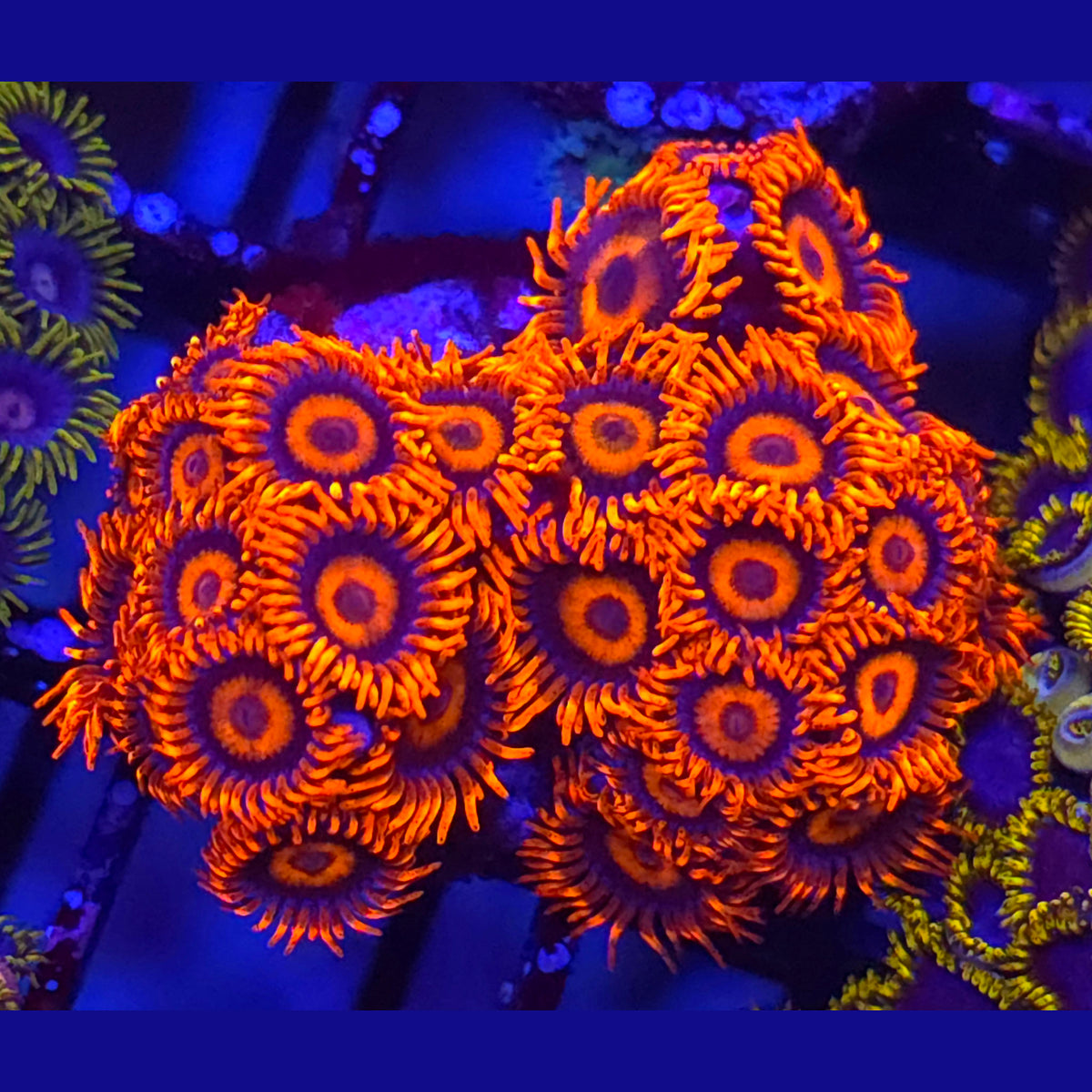 XL Orange Oxide Zoanthids