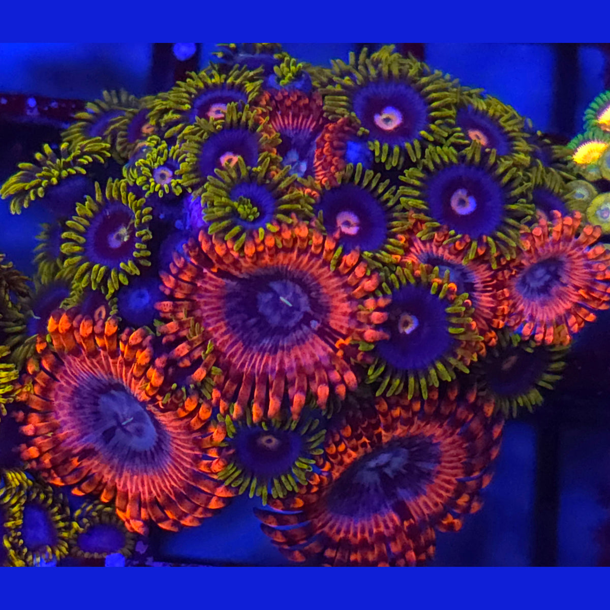 Volcanic War x Creepy Eye Zoanthid Mix
