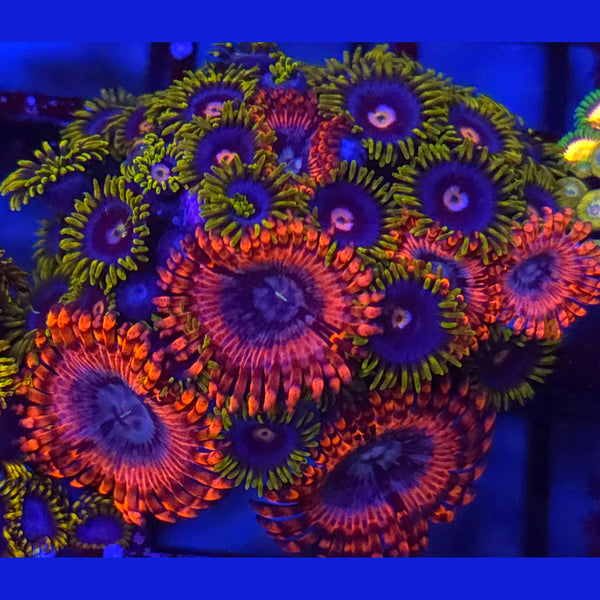 Volcanic War x Creepy Eye Zoanthid Mix