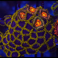 Rainbow Incinerator x Blue Phoenix Zoanthid MIx