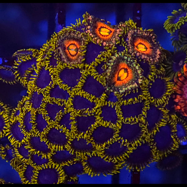 Rainbow Incinerator x Blue Phoenix Zoanthid MIx