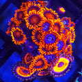 Orange Bam Bam x Fire & Ice Zoanthid Mix