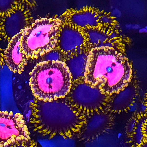 Pink Diamond x Blue Phoenix Zoanthid Mix