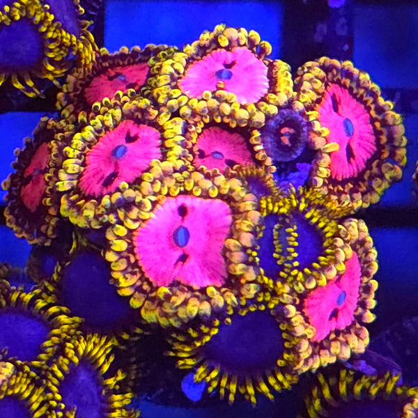 Pink Diamond x Blue Phoenix Zoanthid Mix