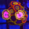 Pink Diamond x Mandarin x Blue Phoenix Mix Zoanthids