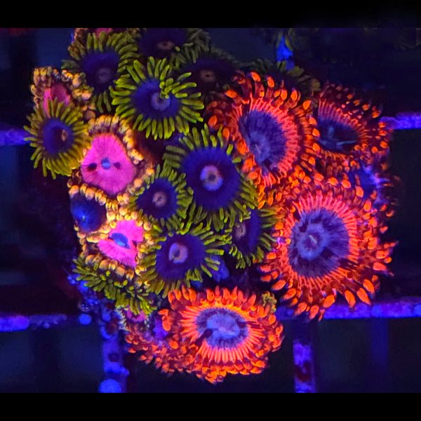 Volcanic War x Creepy Eye x Pink Diamond Zoanthid Mix