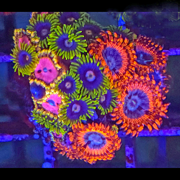 Volcanic War x Creepy Eye x Pink Diamond Zoanthid Mix