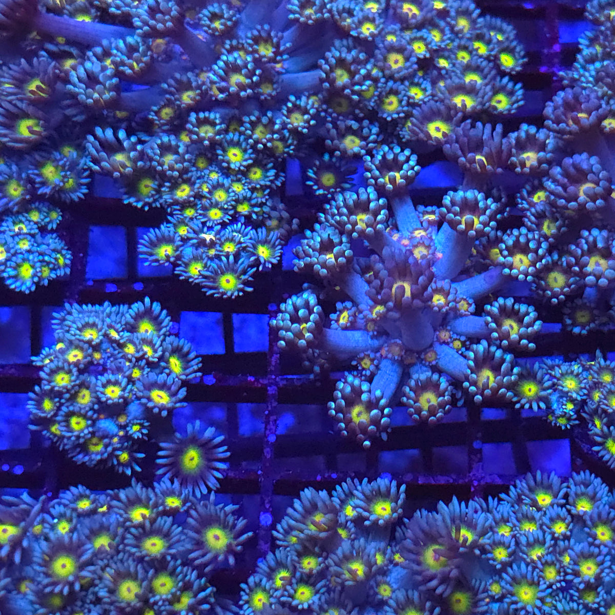 Yellow Eye Blue Goniopora