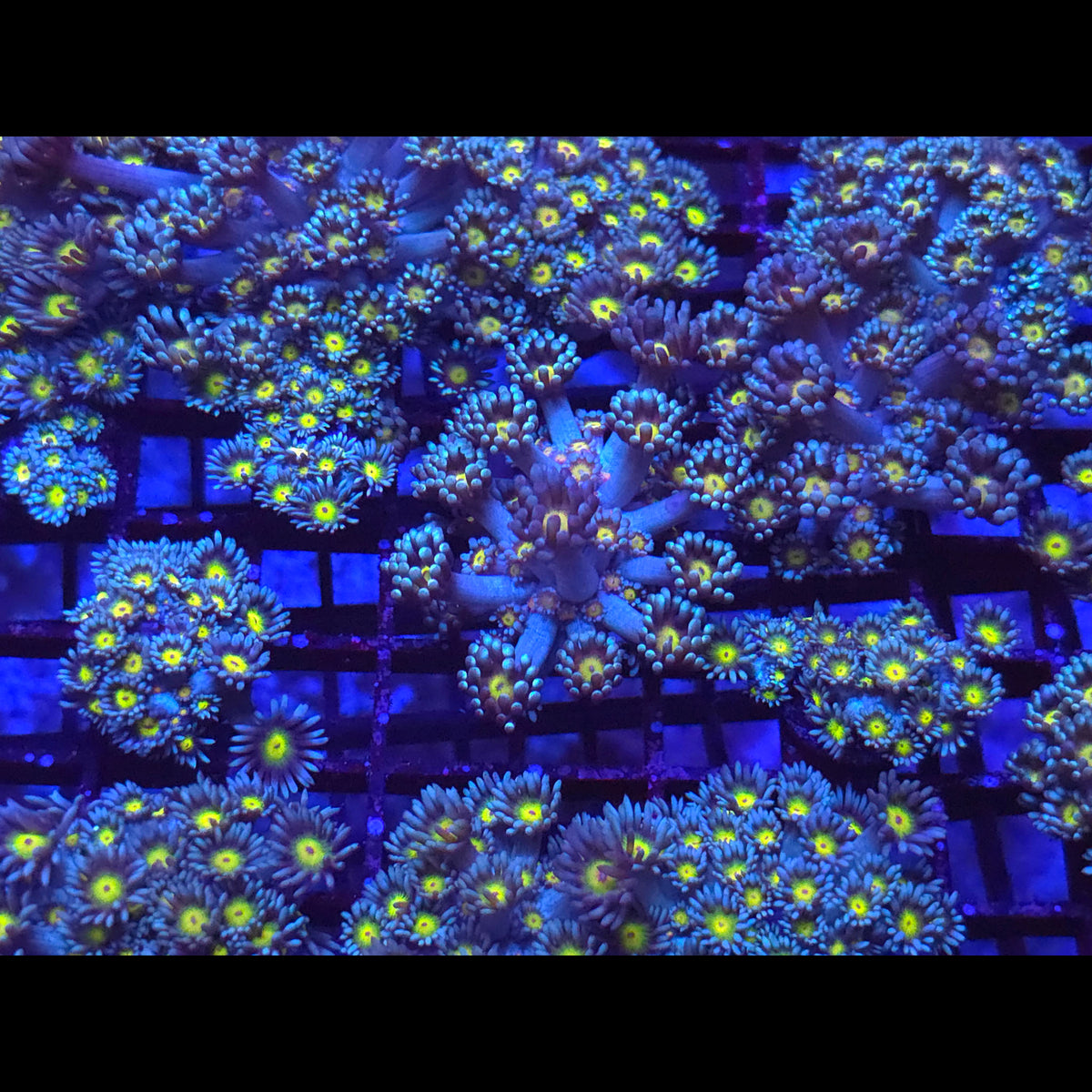 Yellow Eye Blue Goniopora