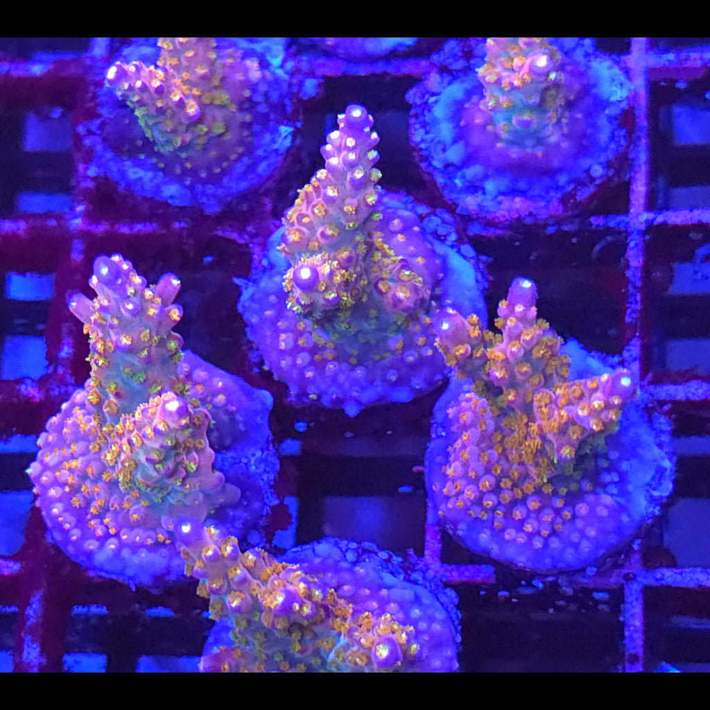 Merlin's Staff Acropora