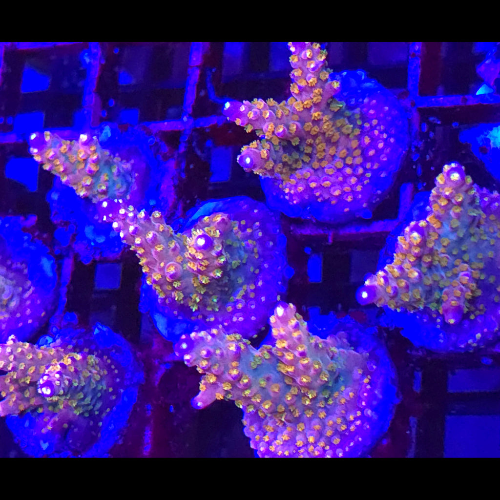 Merlin's Staff Acropora