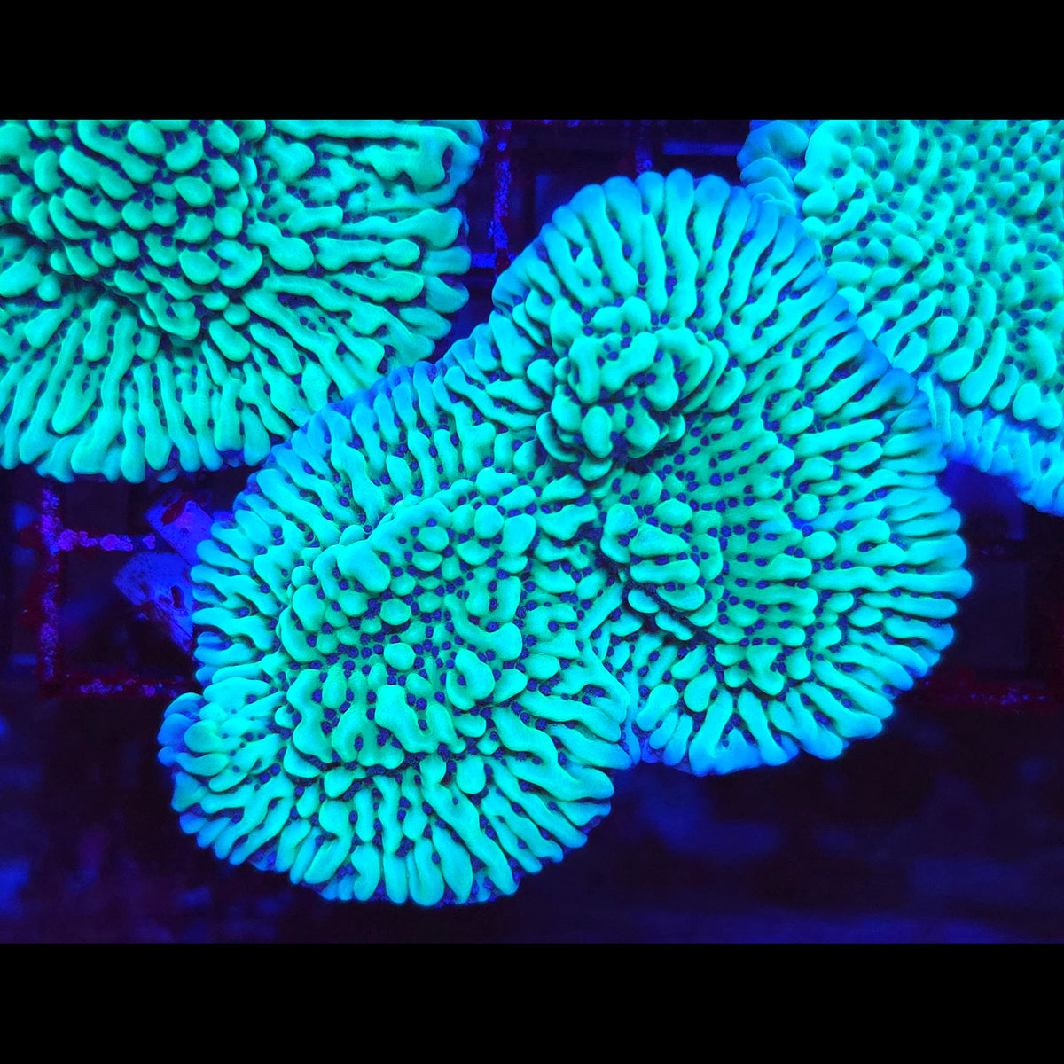 JF Apple Berry Montipora