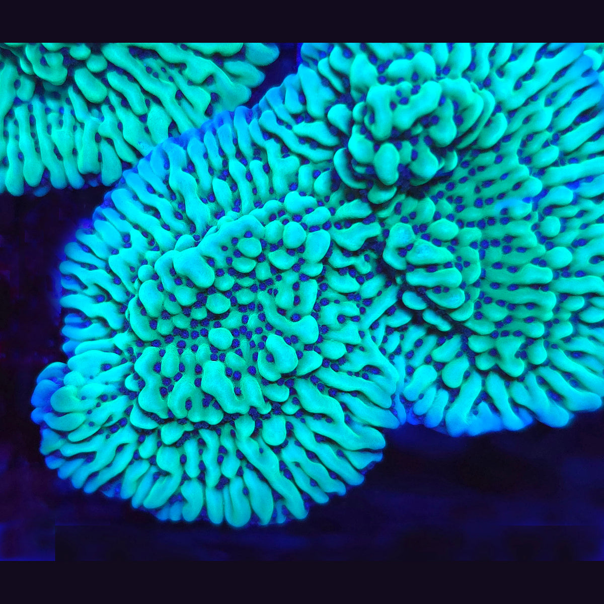 JF Apple Berry Montipora