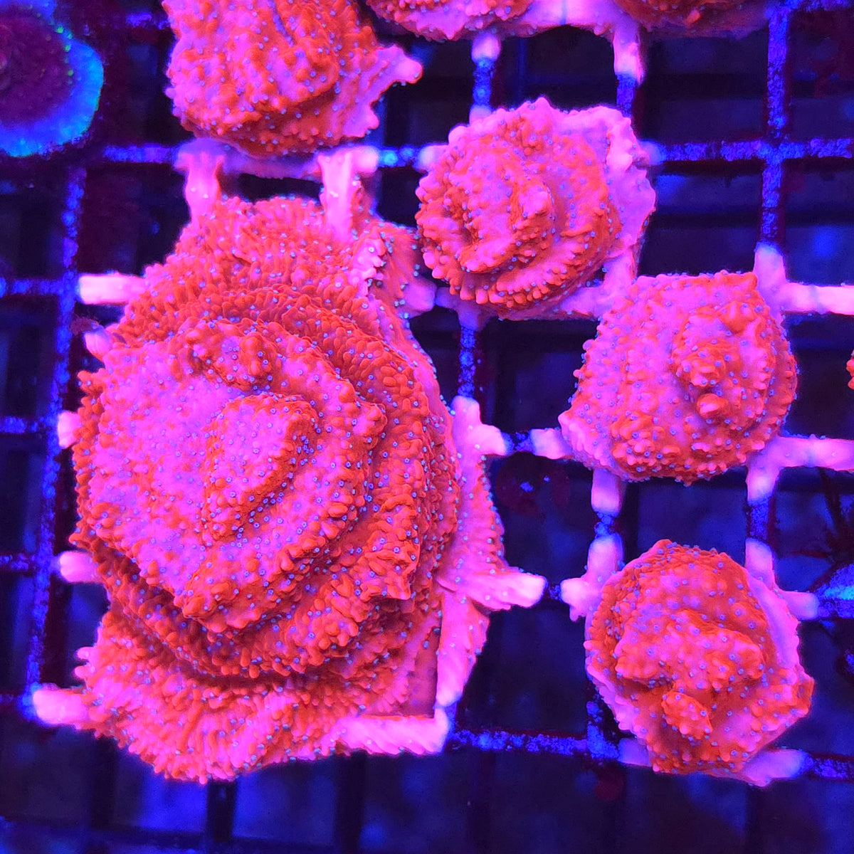 JF Snow Cap Montipora
