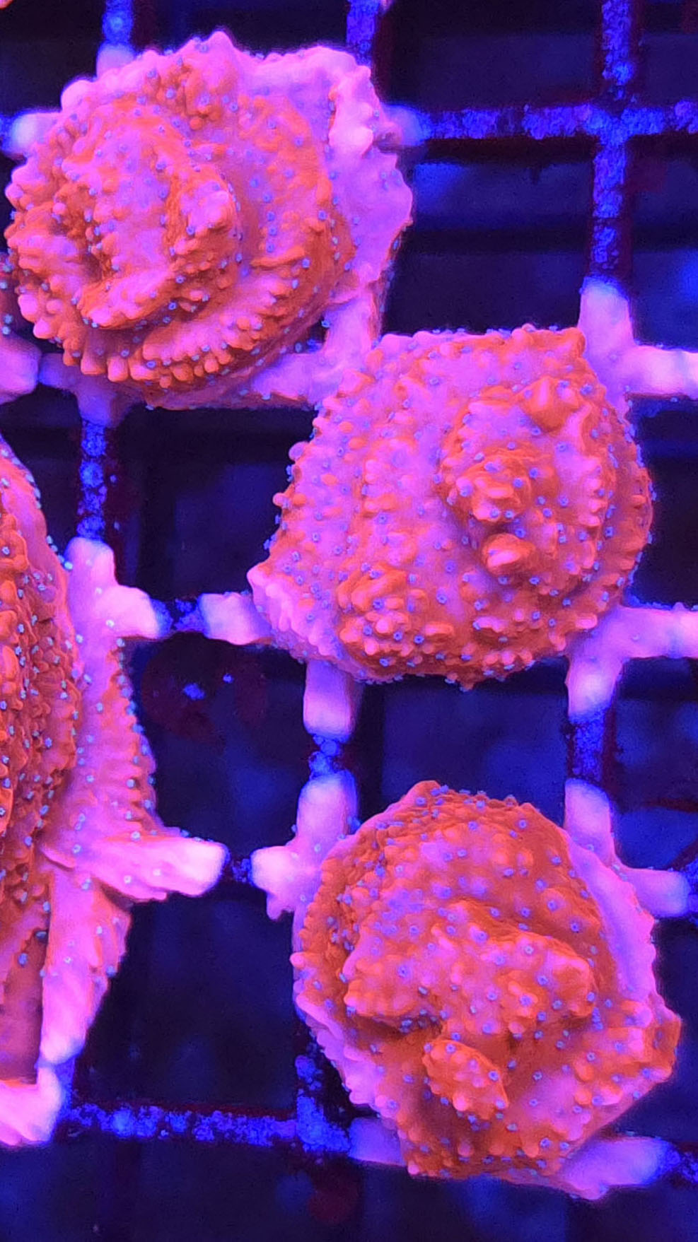 JF Snow Cap Montipora